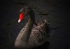 China’s Coronavirus Outreach: Turning a Black Swan Around