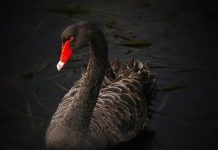 China’s Coronavirus Outreach: Turning a Black Swan Around