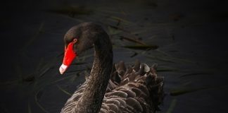 China’s Coronavirus Outreach: Turning a Black Swan Around