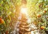 Why China is emerging as a leader in sustainable and organic agriculture