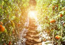 Why China is emerging as a leader in sustainable and organic agriculture