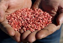 Taking China to the World Trade Organisation plants a seed. It won’t be a quick or easy win