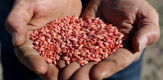 Taking China to the World Trade Organisation plants a seed. It won’t be a quick or easy win