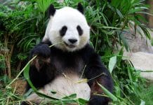 We Discovered Why Giant Pandas Are Black and White: Here’s How Panda