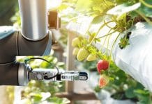 AI Strawberries And Blockchain Chicken: How Digital Agriculture Could Rescue Global Food Security” AI