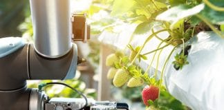 AI Strawberries And Blockchain Chicken: How Digital Agriculture Could Rescue Global Food Security” AI