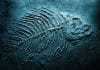 A Kung-fu Kick Led Researchers to the World’s Oldest Complete Fish Fossils – Here’s What They Found fish fossil