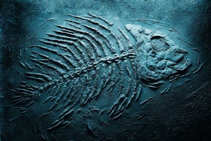 fish fossil