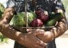 Sustainable Urban Deltas: An Alternative Food System that Meets the Triple Bottom Line of Sustainability with dire consequences for the climate