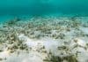 Marine Heatwaves Don’t Just Hit Coral Reefs. They Can Cause Chaos on the Seafloor Marine Heatwaves Don’t Just Hit Coral Reefs. They Can Cause Chaos on the Seafloor