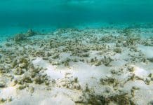 Marine Heatwaves Don’t Just Hit Coral Reefs. They Can Cause Chaos on the Seafloor Marine Heatwaves Don’t Just Hit Coral Reefs. They Can Cause Chaos on the Seafloor