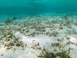 Marine Heatwaves Don’t Just Hit Coral Reefs. They Can Cause Chaos on the Seafloor Marine Heatwaves Don’t Just Hit Coral Reefs. They Can Cause Chaos on the Seafloor