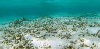 Marine Heatwaves Don’t Just Hit Coral Reefs. They Can Cause Chaos on the Seafloor Marine Heatwaves Don’t Just Hit Coral Reefs. They Can Cause Chaos on the Seafloor