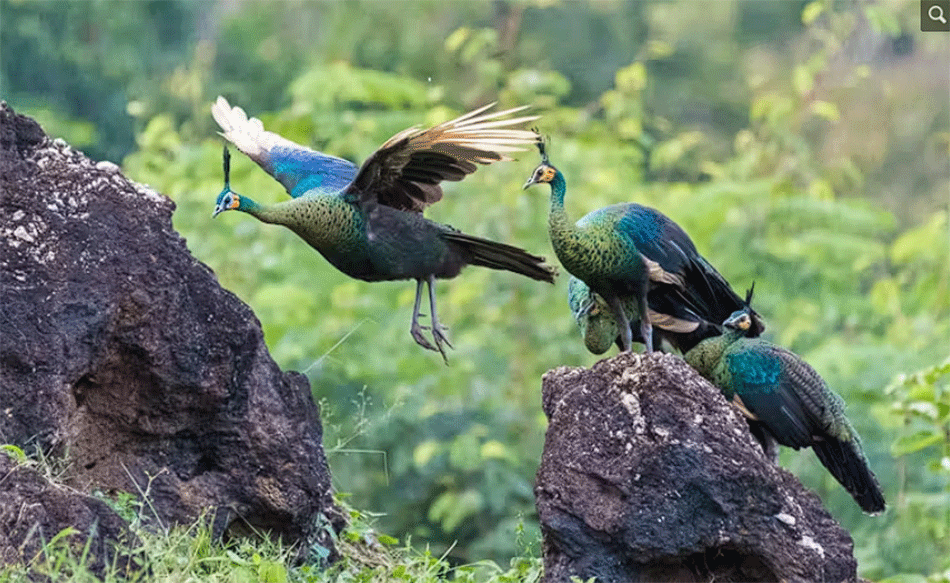 green peafowl