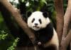 Panda Diplomacy: What China’s Decision to Send Bears to the US Reveals about Its Economy panda