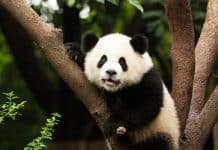 Panda Diplomacy: What China’s Decision to Send Bears to the US Reveals about Its Economy panda