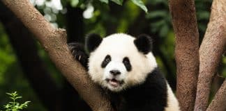 Panda Diplomacy: What China’s Decision to Send Bears to the US Reveals about Its Economy panda