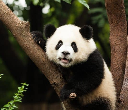 Panda Diplomacy: What China’s Decision to Send Bears to the US Reveals about Its Economy panda